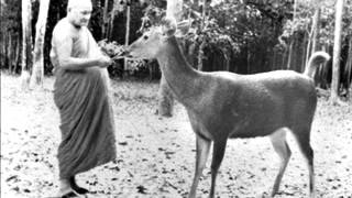 Ajahn Chah  Right ViewThe Place Of Coolness [upl. by Nesta830]