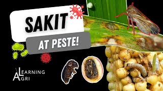 Major Pests and Diseases of Key Crops in the Philippines [upl. by Uliram]