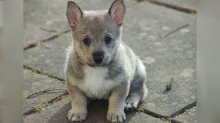 The Swedish Vallhund Is A Wolf That Stays A Pup Forever [upl. by Niltak]