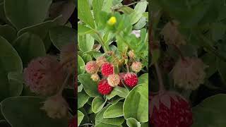 🍓Wild Strawberry A Scrumptious Wild Edible You Can Find In Your Yard [upl. by Warfold]