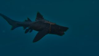 Ark Ascended Helicoprion Abilities and useful stuff [upl. by Alaek]