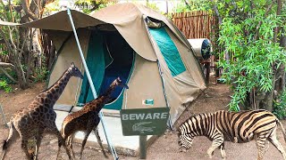 Camping in BIG FIVE Safari Park  Dinokeng Game Reserve [upl. by Ecyarg]