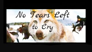 Twilight Wolves  Leah Tribute  Leah to Seth   No Tears Left To Cry [upl. by Eninej]