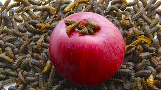 Maggots vs Apple Timelapse [upl. by Ahsaeyt]