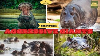 Killer Hippo Facts The World’s Most Dangerous Herbivore [upl. by Htrow]