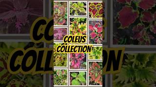 coleus coleuscollection gardening plantlovers natureserenity [upl. by Oinoitna]