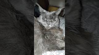 Why This Maine Coons Ear Hair is the Longest Youve Ever Seen shorts [upl. by Maon545]