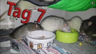 Ratten Vergesellschaftung Tag 7 Zeus Poseidon Ares [upl. by Finnie]