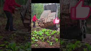 The transportation process of bricks for building a farmhouse [upl. by Sinnaiy]