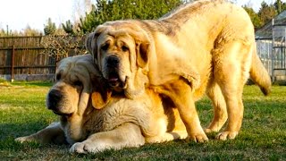 Spanish Mastiff  Top Large Dog Facts You Need To Know [upl. by Aikemat]