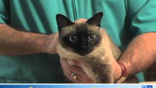 How To Apply Eye Drops or Ointment to Your Cats Eyes [upl. by Worrad]