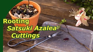 Propagating Satsuki azalea bonsai 2 year timelaspe of Rhododendron indicum [upl. by Ayat]