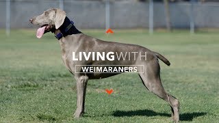 ALL ABOUT LIVING WITH WEIMARANERS [upl. by Eecart]