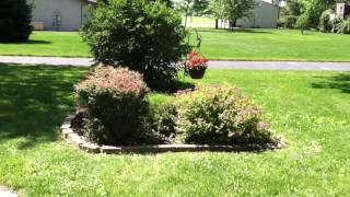 How to trim Barberry and Yew bushes [upl. by Akeinahs323]