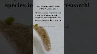 The Regenerative Powers of the Planarian Fact shortsfeed truefactstoday shorts viralvideo [upl. by Secundas]