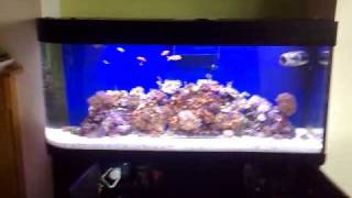 100 GALLON REEF AQUARIUM EQUIPMENT [upl. by Sirapal852]