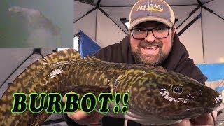 Burbot Mariah Eelpout Lawyer Ling Dogfish SO MANY NAMES [upl. by Ewald]