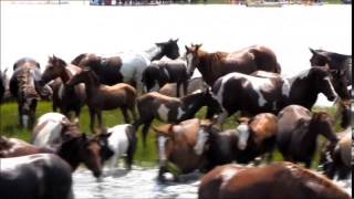 2014 Chincoteague Pony Swim  Short Version [upl. by Bigelow468]