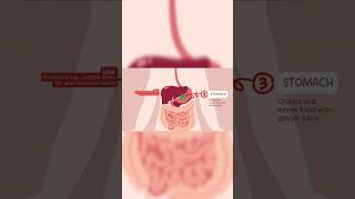 Digestive system video  Digestive System journey of human body ✓ [upl. by Mencher567]