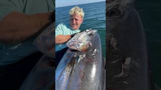 Massive Tuna Attacked by Bigger Shark [upl. by Barron]