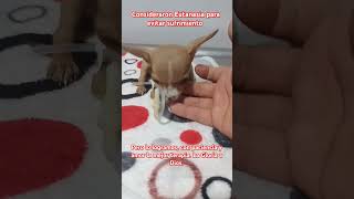 Perrito se salvó de eutanasia por episodios convulsivos gracias a Dios y nuestro trabajoamor [upl. by Nylauqcaj237]