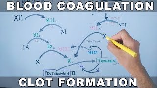 Coagulation Cascade  Intrinsic and Extrinsic Pathway [upl. by Eniluqcaj]