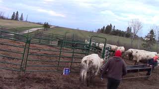 Deworming cows  No chute No stress Cattle handling at its finest [upl. by Wells138]