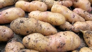 🥔Die eigenen Kartoffeln Lagerung Haltbarkeit und raffinierte Anbauplanung [upl. by Waynant]