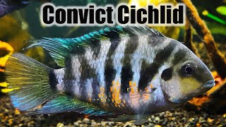 Convict Cichlid  Care Guide amp Species Profile [upl. by Deeas]