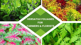 Versatile Foliages for Flower Farmers and Florists [upl. by Leonardo]