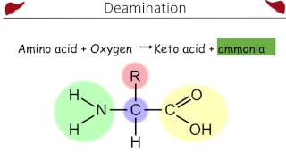 Urea and the Ornithine cycle [upl. by Petes]