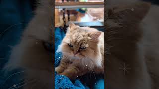 【Persian Cat Chelsea 猫のチェルシー】 ふみふみタイム [upl. by Blunk457]