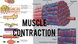 muscle contraction part1 csirnetlifesciences neet biology [upl. by Licha]