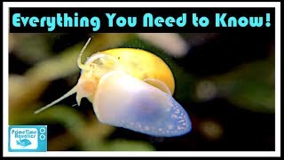 Mystery Snail Care and Breeding Your Friendly Neighborhood Algae Eater [upl. by Notse]