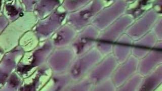 Onion Cells Plasmolysis [upl. by Agamemnon]