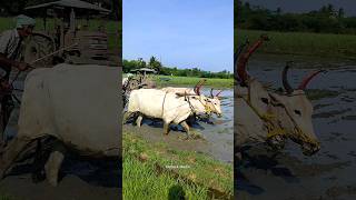 ploughing with bulls by farmer  bull ploughing the field cow ploughing the field ox ploughing field [upl. by Gilleod]