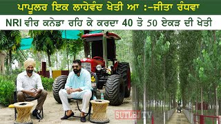 Poplar Tree Best Farming In India  ਪਾਪੂਲਰ ਇਕ ਲਾਹੇਵੰਦ ਖੇਤੀ ਆਜੀਤਾ ਰੰਧਾਵਾ [upl. by Derf]