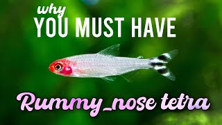 Rummy Nose Tetra The Stunning Schooling Fish for Your Aquarium [upl. by Seuqirdor918]