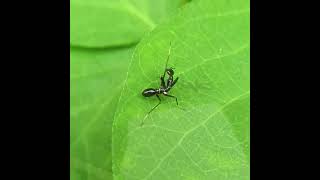 Asian Ant Mantisnymph an ant mimic and cleans itself like a cat mantis mimicry [upl. by Ratcliffe]