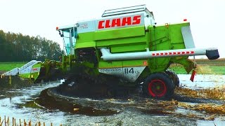 MAISDRESCHEN EXTREM  CLAAS COMMANDOR 114 CS im Donaumoos  Moor  Corn Harvest extreme [upl. by Jahdal388]