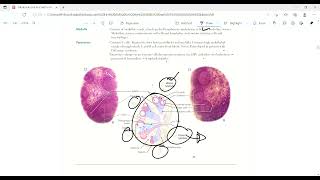 Lymph node  Lymphoid Structures  Immunology  First Aid Lectures  Lec1 drjamillectures [upl. by Nylinej169]