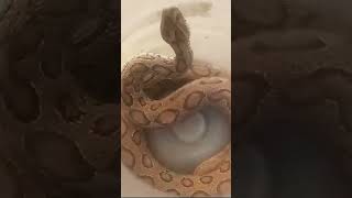 Russell viper snake🐍 ytshorts viralvideo [upl. by Sugirdor127]