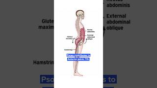 Stabilize your Lumbar Spine [upl. by Etnuaed467]