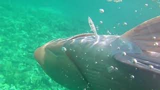 Spearfishing Humphead Parrotfish [upl. by Akcir]