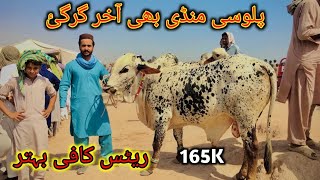 Palosi Mandi Peshawar Better Rates Today Maweshi Mandi Pakistan Cow Mandi 2024 bakra eid [upl. by Jegar]