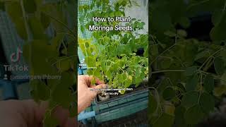 How to Plant Moringa Seeds moringa moringaseeds moringatree moringaplant moringapowder plants [upl. by Rebecca]