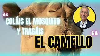 “Coláis el Mosquito y tragáis el camello” ◀ 05 NOV▶ [upl. by Gnni674]