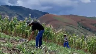 Cómo se SIEMBRA la BRACHIARIA Brizantha Marandú  Maycol Guevaraa [upl. by Origra]