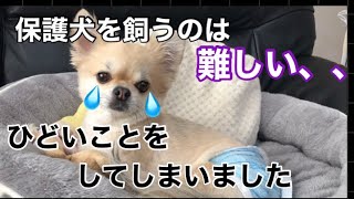 【保護犬を飼いたいと思っている方へ】私はトライアルに失敗しました [upl. by Oelgnaed]