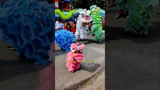 Múa Lân Nhỏ Xíu Cực Vui funny liondance catbaby cute cutebaby funnybaby babycute bibitv [upl. by Dimitry703]